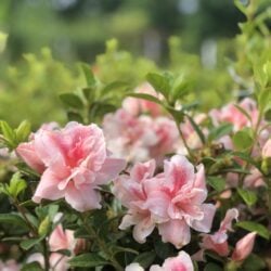A close-up of delicate pink flowers blooming among green leaves.